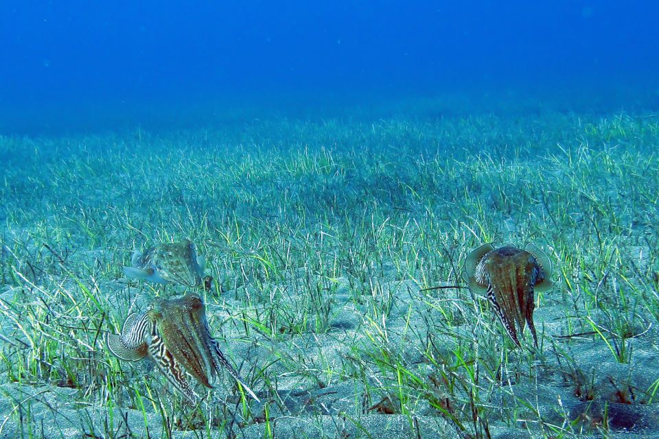 Gran Canaria: Scuba Diving in the South of the Island - Overview of Scuba Diving