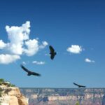 Grand Canyon: Morning Off Road Safari With Skip The Gate Tour Overview And Details