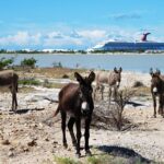 Grand Turk Historical Sightseeing Tour By Tram Cockburn Town Highlights