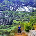 Guided Full Day Private Trip To Cedars, Baalbek And Chateau Ksara Itinerary Highlights