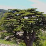 Guided Small Group To Cedars Reserve & Beiteddine W/lunch+entries Inclusions