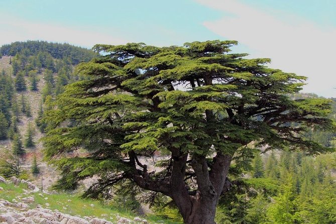 Guided Small Group to Cedars Reserve & Beiteddine W/Lunch+Entries - Inclusions