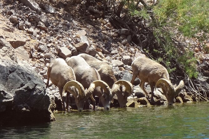 Half-Day Black Canyon Kayak Tour From Las Vegas - Tour Overview