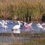 Half Day Everglades Airboat Tours And Transportation Tour Overview And Pricing