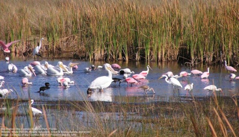 Half Day Everglades Airboat Tours And Transportation Tour Overview And Pricing