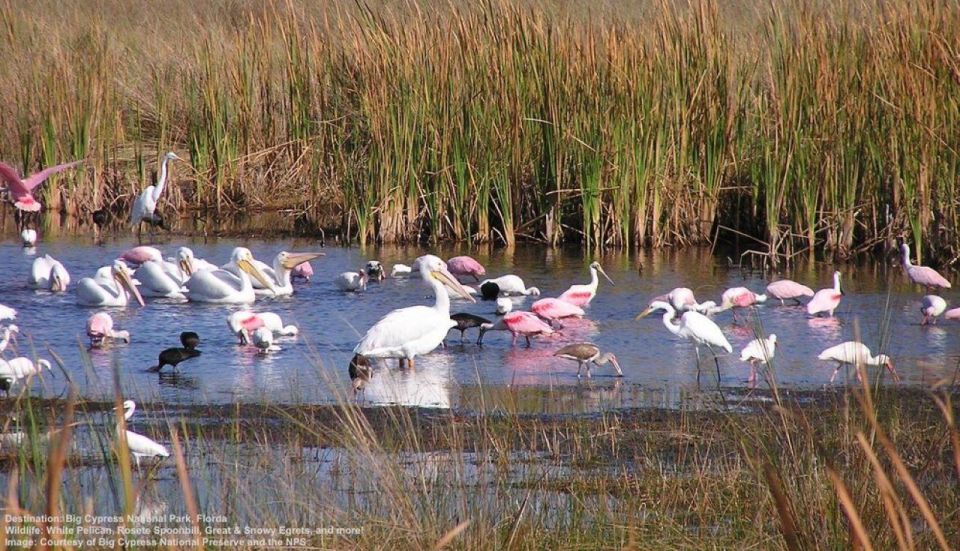 Half-Day Everglades Airboat Tours and Transportation - Tour Overview and Pricing