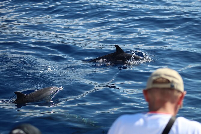 Half Day Madeira Island Cruise With Lunch - Meeting and Pickup