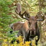 Half Day Rmnp Lakes And Meadows Tour Rmnphotographer Tour Overview And Pricing