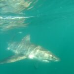 Half Day White Shark Cage Diving From Gansbaai Description Of Activities