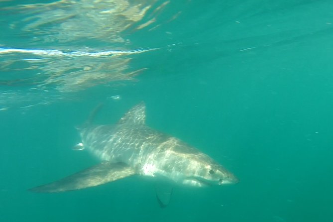 Half-Day White Shark Cage Diving From Gansbaai - Description of Activities