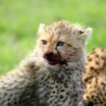 Half Day Wildlife Tour To Nairobi National Park Game Drive With Pickup/drop Off Tour Overview