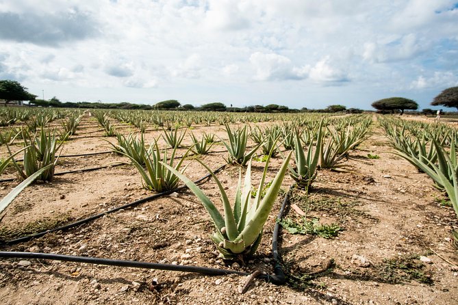 Highlights of Aruba Island Tour - Historic Landmarks