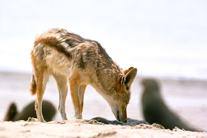 Highlights of Walvis Bay Guided 1/2 Day Tour (Shore Excursion) - Tour Overview