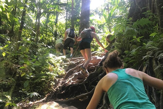 Hiking Mount Liamuiga Volcano In St Kitts Tropical Rainforest Trek