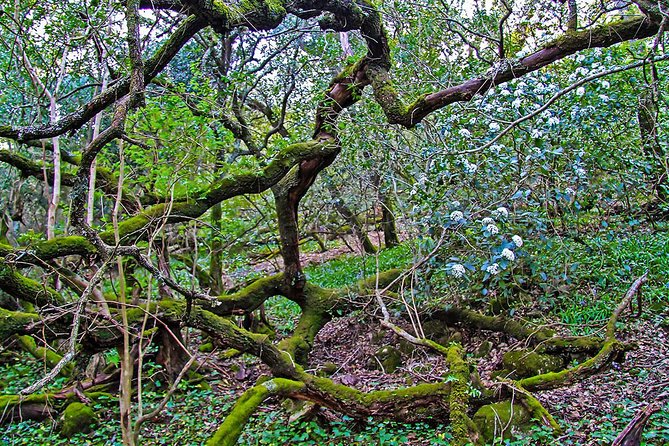 Hiking Tour to the Highest Point of Arrábida Mountain - Included in the Tour