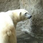 Hokkaido Asahiyama Zoo Tour With Melon Buffet Option Tour Overview