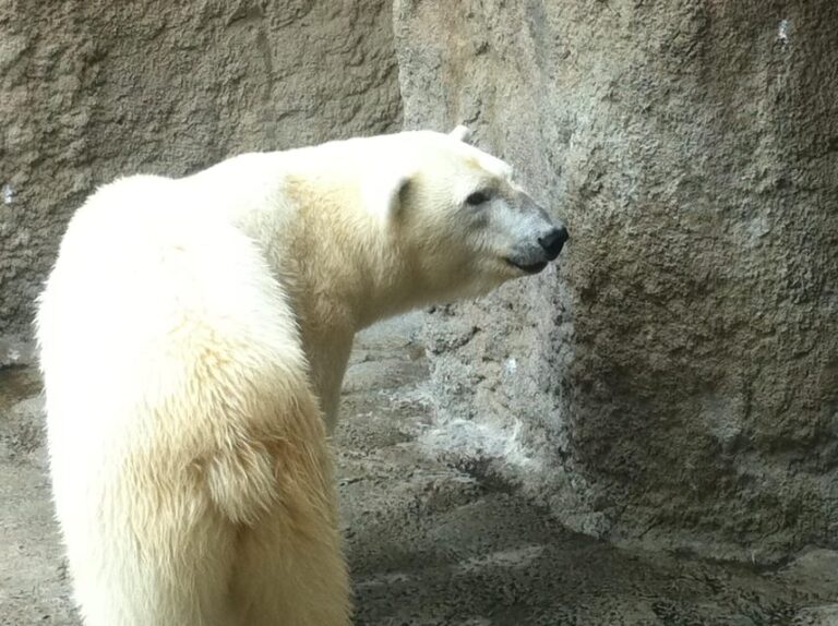 Hokkaido Asahiyama Zoo Tour With Melon Buffet Option Tour Overview