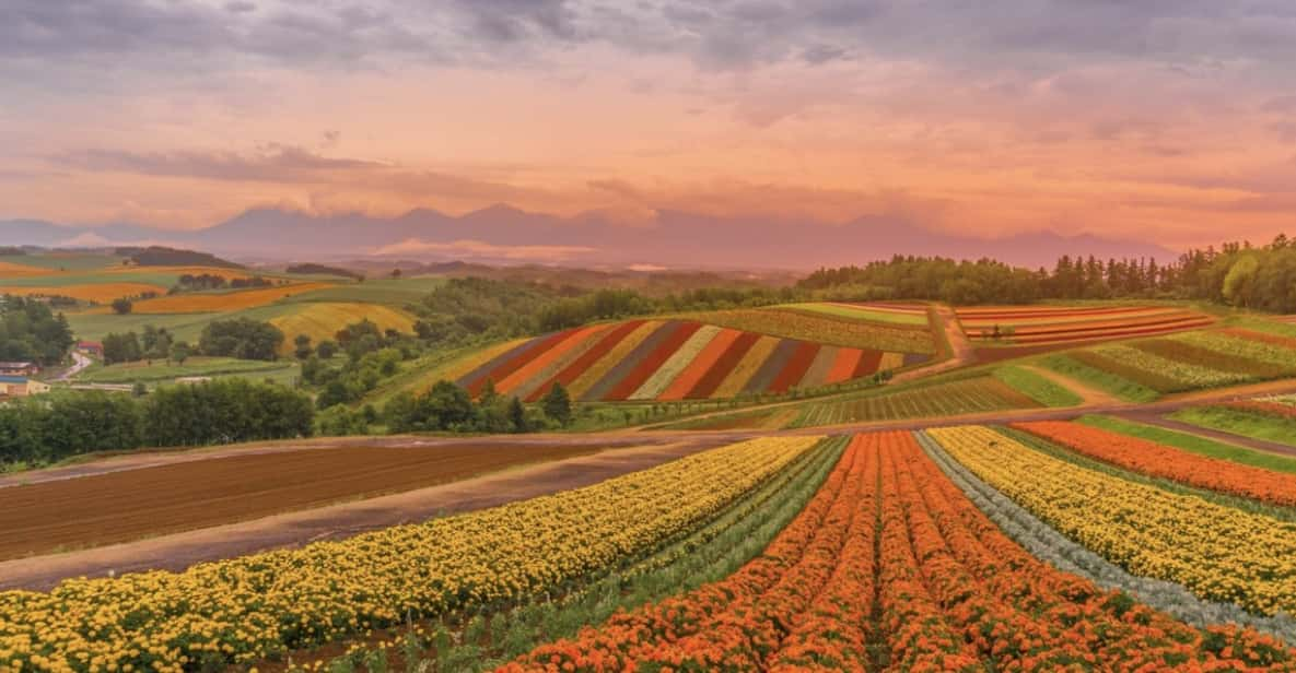 Hokkaido Furano Tomita Farm Tour Review - Booking and Meeting Details