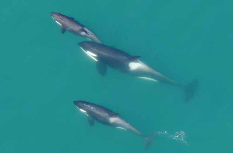 Hoonah: Icy Strait Whale Watch With Drone Filmography Tour Overview