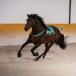 Horse And Flamenco Show In Malaga With Dinner Location And Accessibility