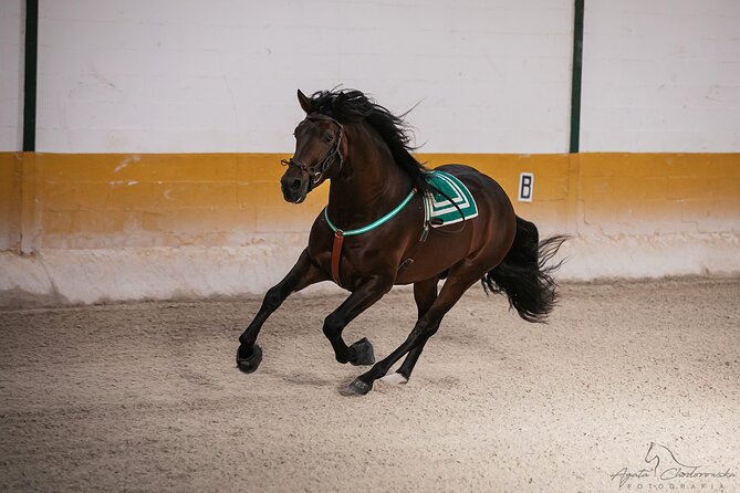 Horse and Flamenco Show in Malaga With Dinner - Location and Accessibility