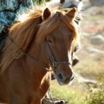 Horseback Riding Tour In Iceland Meeting And Pickup