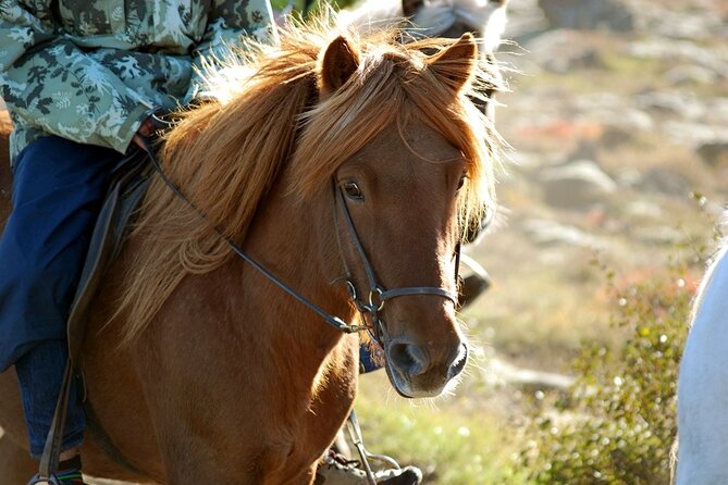 Horseback Riding Tour in Iceland - Meeting and Pickup