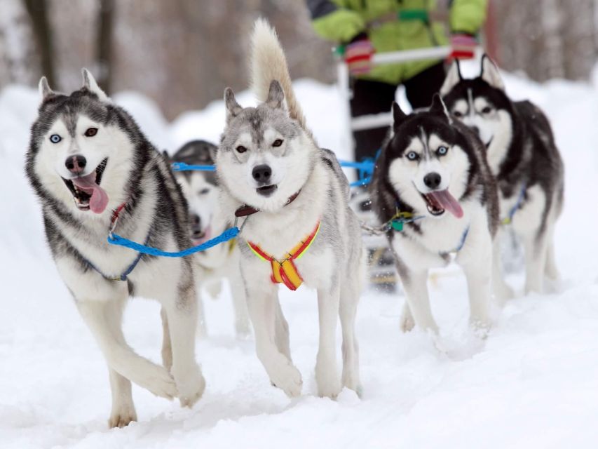 Husky Tour Experience in Levi - Overview of the Husky Tour