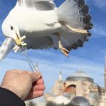 Istanbul: Best Of The City Full Day Tour With Transfers Tour Overview