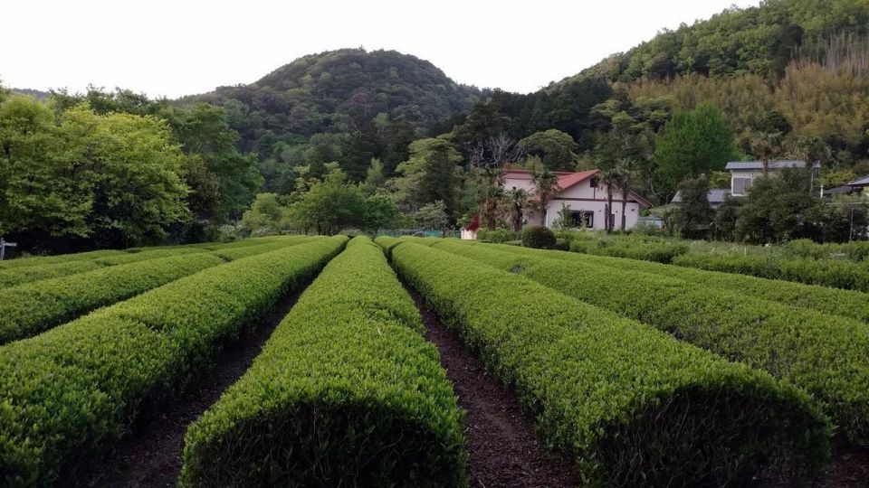 Izu Peninsula: Ike Village Experience - Tour Overview