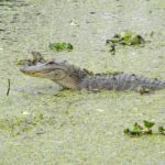 Jean Lafitte 90 Minute Swamp And Bayou Boat Tour Overview Of The Tour