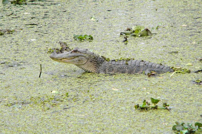 Jean Lafitte 90-Minute Swamp and Bayou Boat Tour - Overview of the Tour