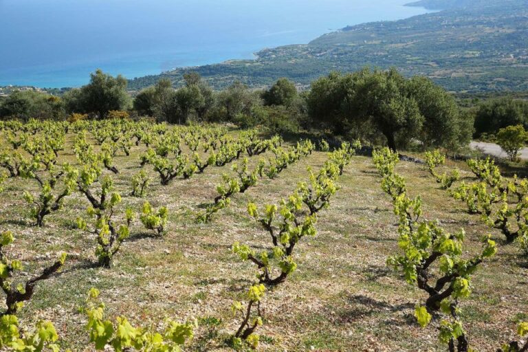 Kefalonia Wine Adventure In 3 Wineries With Tastings Tour Overview