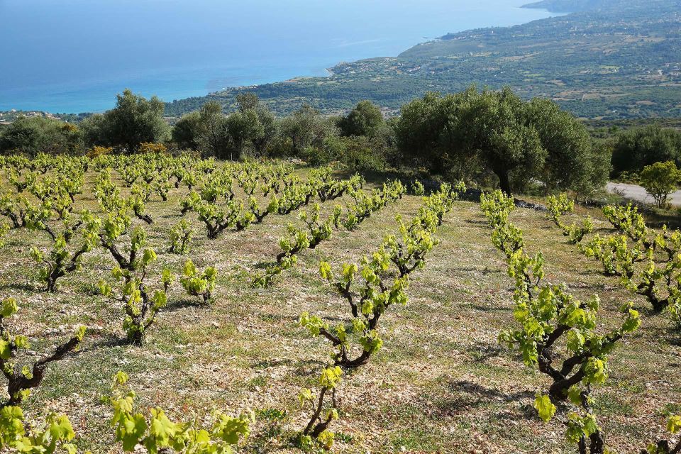 Kefalonia Wine Adventure in 3 Wineries With Tastings - Tour Overview