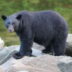 Ketchikan: Potlatch Park, City And Wildlife Private Van Tour Tour Details