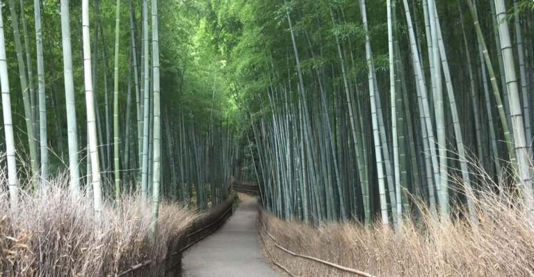 Kyoto, Arashiyama: Bamboo Grove Half Day Private Guided Tour Tour Overview