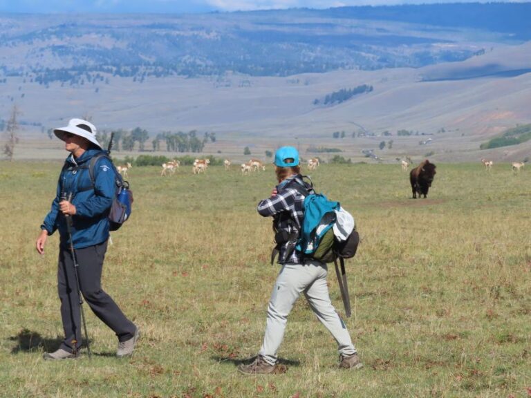 Lamar Valley: Safari Hiking Tour With Lunch About The Lamar Valley Safari