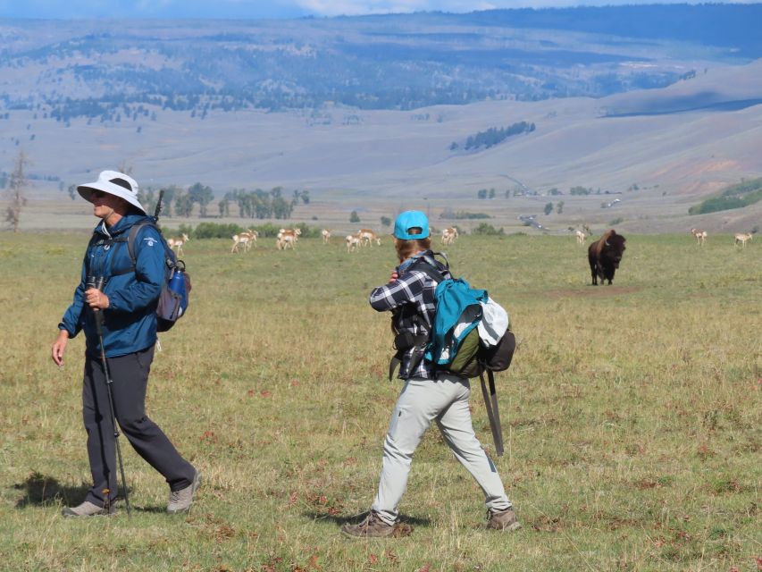 Lamar Valley: Safari Hiking Tour With Lunch - About the Lamar Valley Safari