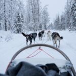 Levi Polar Lights Tours: Arctic Circle Guided Husky Tour Tour Details