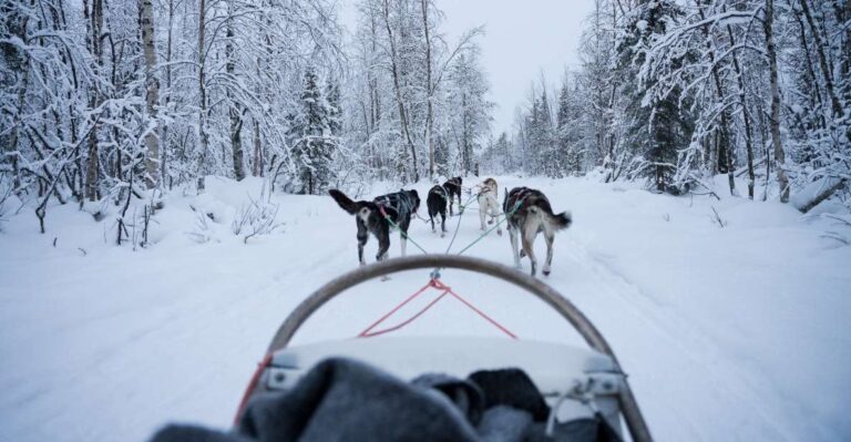 Levi Polar Lights Tours: Arctic Circle Guided Husky Tour Tour Details