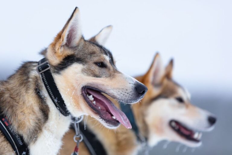 Levi: Self Drive Husky Sledding Adventure Overview Of The Adventure