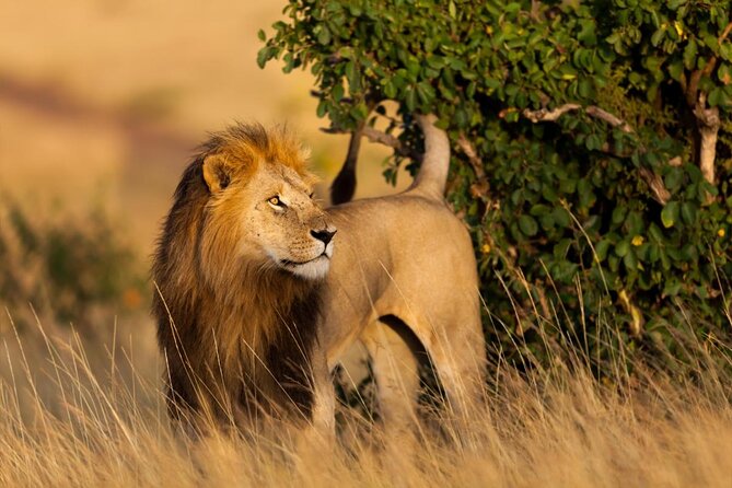 Maasai Mara Game Reserve - Overview of Maasai Mara