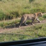 Maasai Mara Safari!! Pricing And Reviews