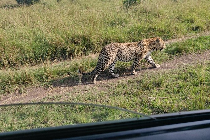 Maasai Mara Safari!! - Pricing and Reviews