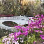 Magnolia Plantation Admission & Tour With Transportation From Charleston Tour Overview