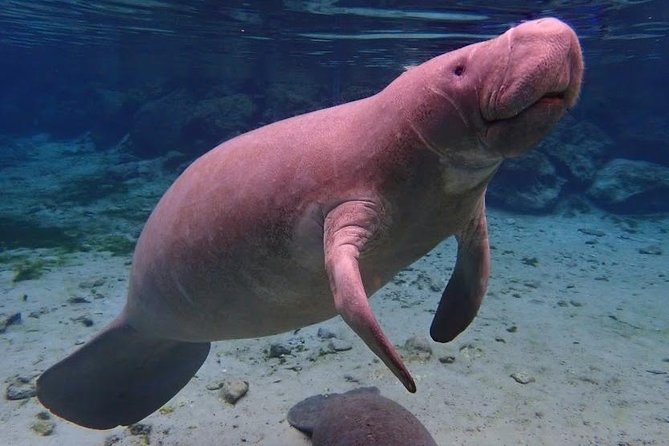 Manatee Swim Tour With in Water Photographer - Location and Accessibility