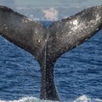 Maui: Deluxe Whale Watch Sail & Lunch From Ma`alaea Harbor Activity Overview