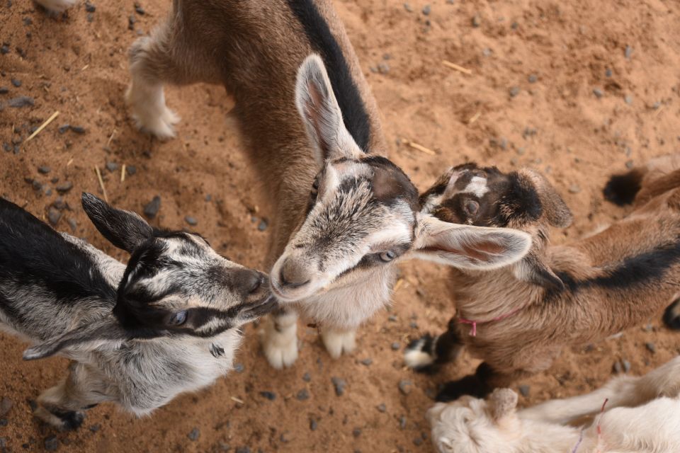 Maui: Goat Farm, Distillery, & Glass-Blowing Tour W/ Tasting - Overview of the Tour