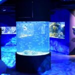 Mauritius Odysseo Oceanarium In Port Louis Exhibits And Experiences