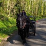 Mentheville: Horse Drawn Carriage Ride In The Countryside Exploring The Pays De Caux Countryside